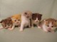 Superbes Chatons British Shorthair Pure Race