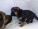 Magnifiques Chiots Berger Allemand Pure Race