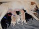 Chiots labradors inscrits au LOF