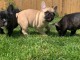 Nos chiots Bouledogue francaise dispo