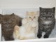 British shorthair disponible