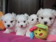 Adorables bébés bichons maltais belles origine