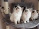 Donne chatons ragdoll 