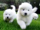 Chiots de race samoyede lof