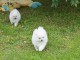 A DONNER: Magnifiques chiots spitz nain