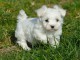 Donne Chiot type bichon maltais Femelle