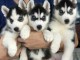 Chiots husky Siberien