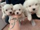 Adorables bébés bichons maltais