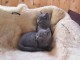 A réserver, six chatons chartreux loof