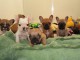 Chiots bouledogue français à adopter