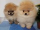  Adorables chiots Spitz nains 