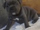 chiots staffordshire bull terrier a donner