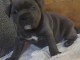 Chiots staffordshire bull terrier a donner