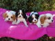 A Donner Magnifique Chiot Cavalier King Charles