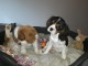 A Donner Magnifique Chiot Cavalier King Charles