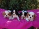 A Donner Magnifique Chiot Cavalier King Charles