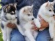 5 magnifiques chiots husky attendent d