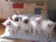 Disponibles chatons SACRE DE BIRMANIE., LOOF