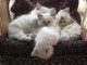 Chatons Sacré De Birmanie sont  disponibles en Don