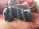 Adorable Chatons Chartreux à donner