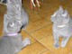 Adorable Chatons Chartreux à donner