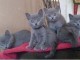 Adorable Chatons Chartreux à donner