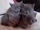 Adorable Chatons Chartreux à donner