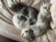 Chatons Siberien à donner pour adoption