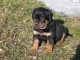 Jolie portée de chiots  rottweiler