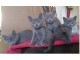 A Donner Chaton Sacré De Birmanie