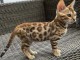 A Donner Chaton bengal