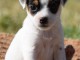 Magnifique chiot type jack russel