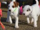 Magnifique chiot type jack russel