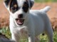 Magnifique chiot type jack russel