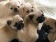 Adorable chiots carlin