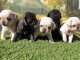 Adorable chiots carlin