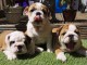 adorables petits chiots bulldog anglais