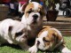 adorables petits chiots bulldog anglais