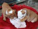 adorables petits chiots bulldog anglais