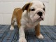 Superbe Bulldog anglais pedigree