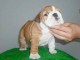 Superbe Bulldog anglais pedigree