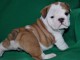 Superbe Bulldog anglais pedigree