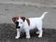 Supers Chiots jack Russell