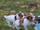 Supers Chiots jack Russell