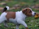 Supers Chiots jack Russell