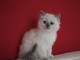 Je donne chatons ragdoll