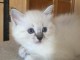 Je donne chatons ragdoll