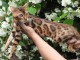 superbes chatons Bengal LOOF