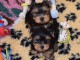 Chiots yorkshire terrier disponible pour adoption