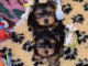 Adorables Chiots yorkshire terrier disponible pour adoption